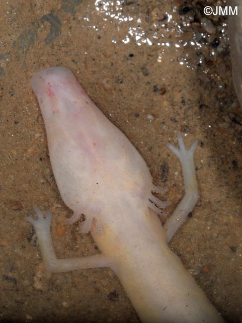 Proteus anguinus