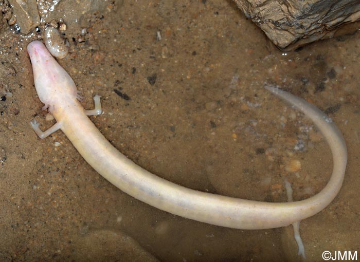 Proteus anguinus
