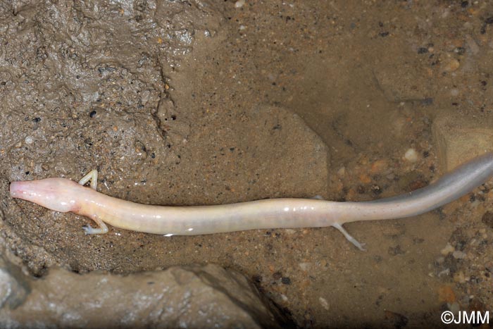 Proteus anguinus