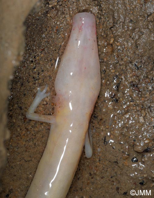 Proteus anguinus