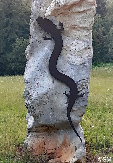 Proteus anguinus parkelj