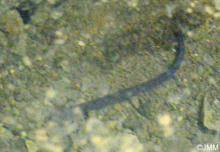Proteus anguinus parkelj