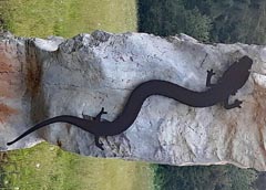 Proteus anguinus parkelj
