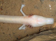 Proteus anguinus anguinus