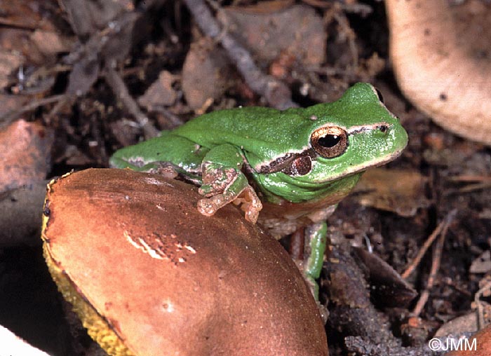 Rainette mridionale : Hyla meridionalis