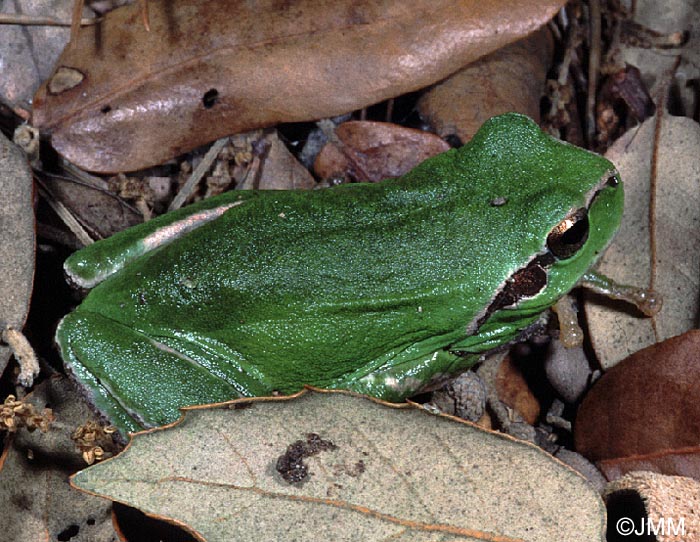 Rainette mridionale : Hyla meridionalis