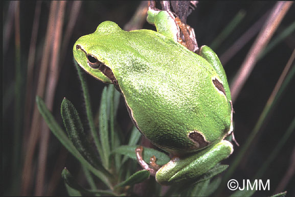 Rainette verte de Crete.jpg (65362 octets)