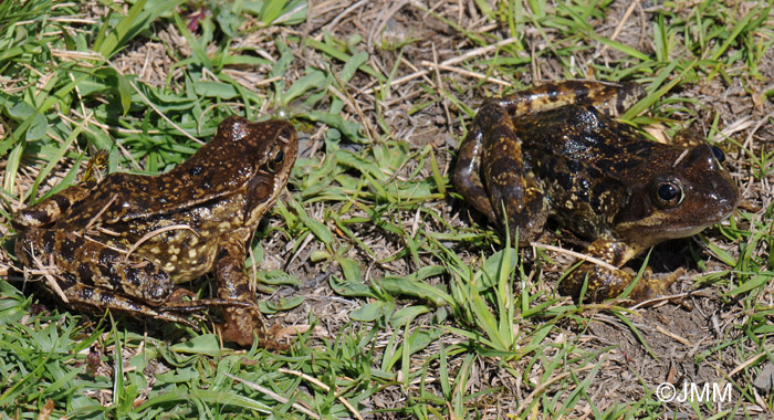 Rana temporaria canigonensis 