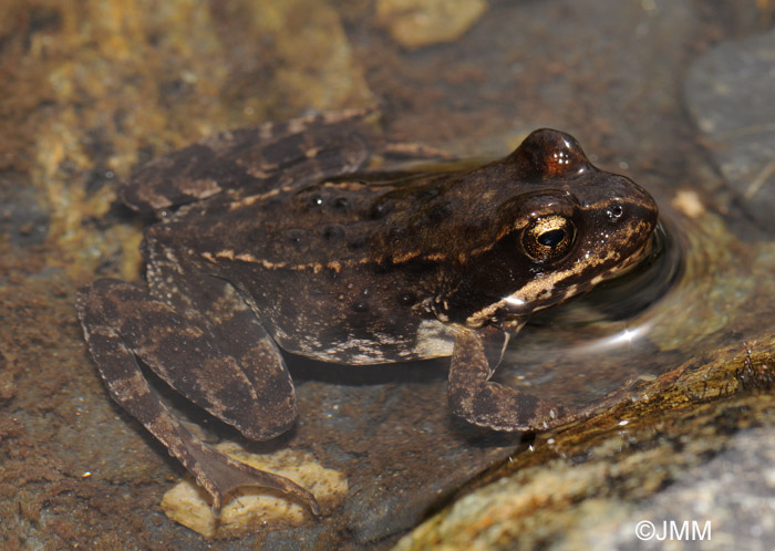 Rana temporaria canigonensis 