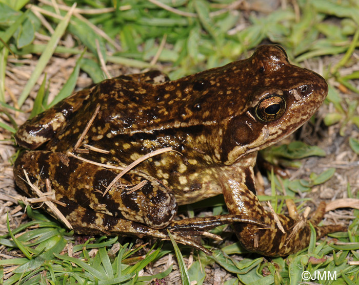 Rana temporaria canigonensis 