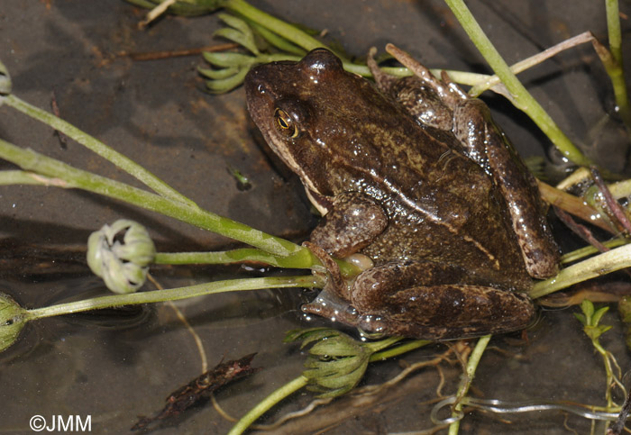 Rana temporaria canigonensis 