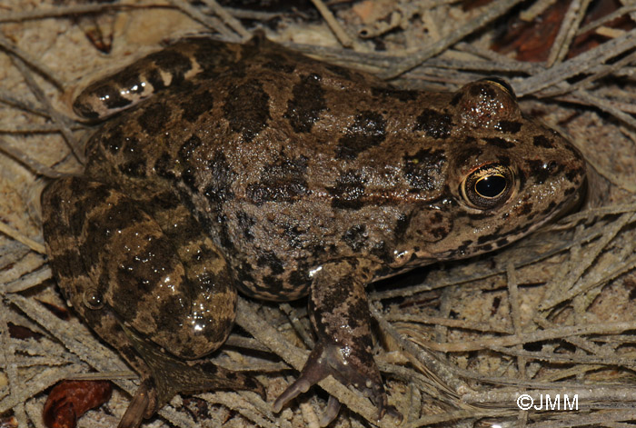 Pelophylax bedriagae ou Pelophylax cerigensis ?