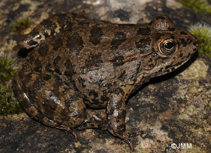 Pelophylax bedriagae ou Pelophylax cerigensis ?