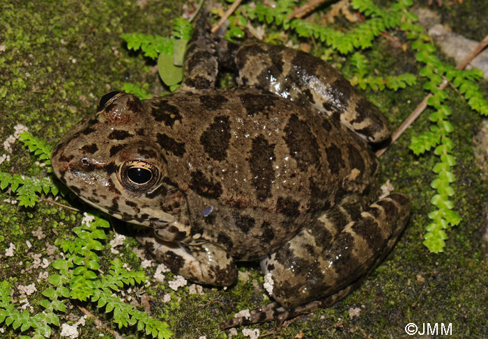 Pelophylax bedriagae ou Pelophylax cerigensis ?