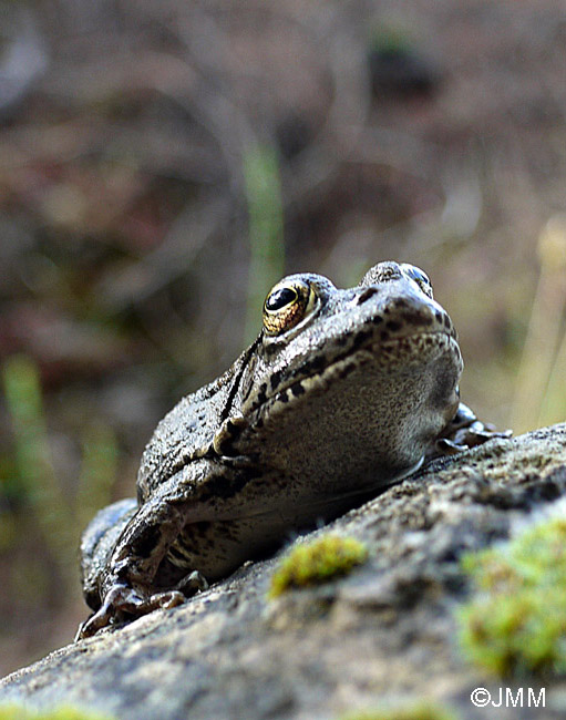 Pelophylax bedriagae ou Pelophylax cerigensis ?