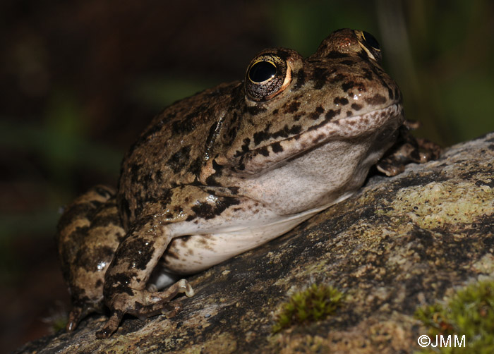 Pelophylax bedriagae ou Pelophylax cerigensis ?