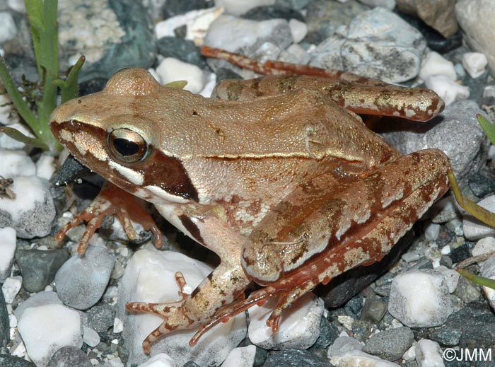 Rana dalmatina : Grenouille agile