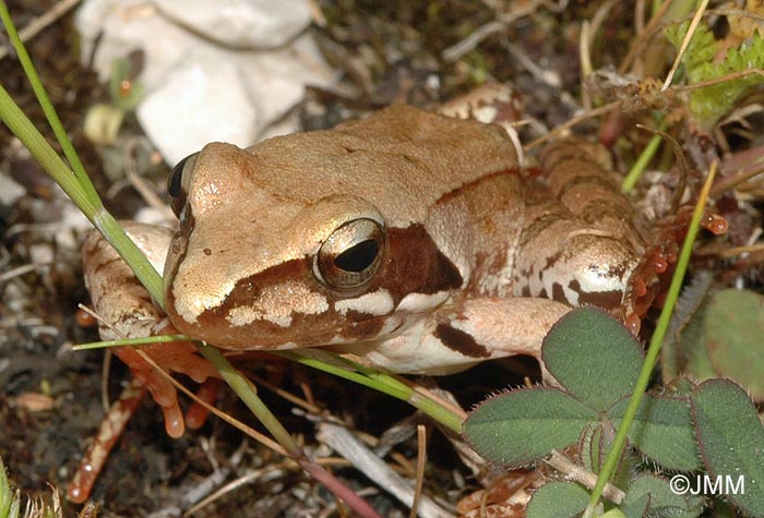 Rana dalmatina : Grenouille agile