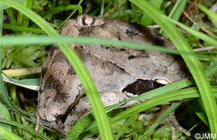 Grenouille agile : Rana dalmatina