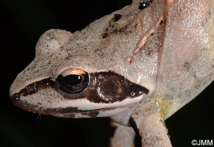 Grenouille agile : Rana dalmatina