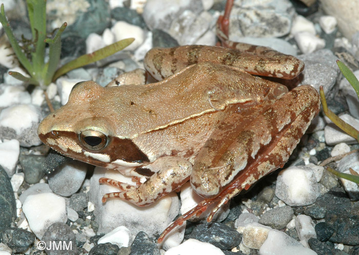 Rana dalmatina : Grenouille agile