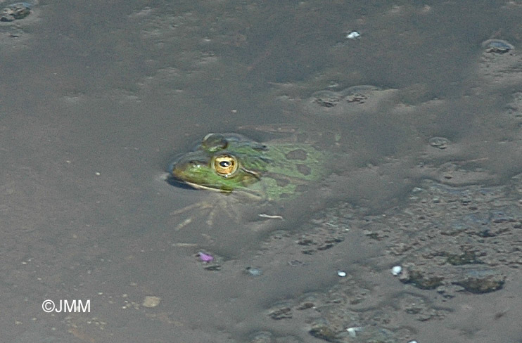 Rana epeirotica