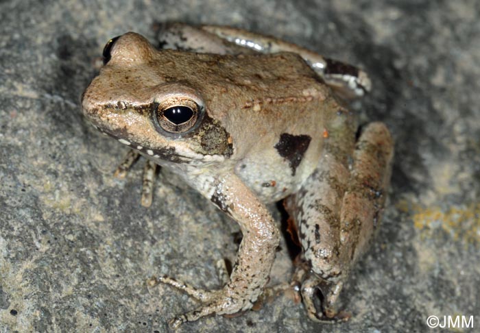 Rana italica