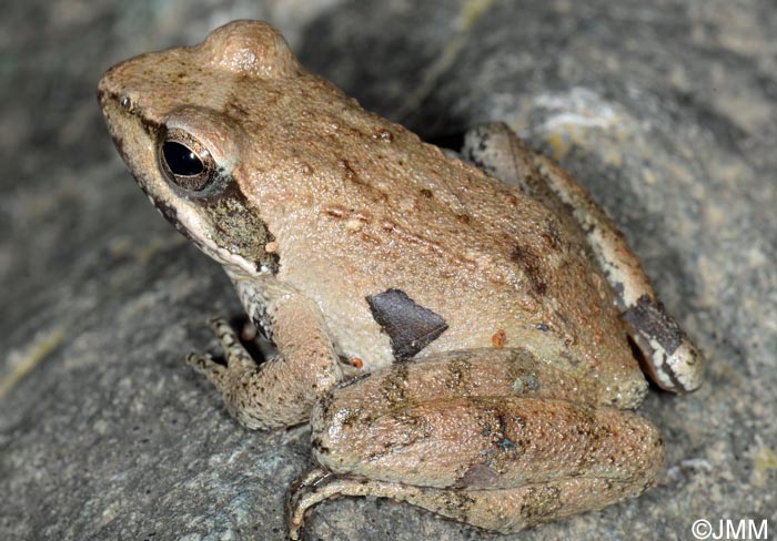 Rana italica