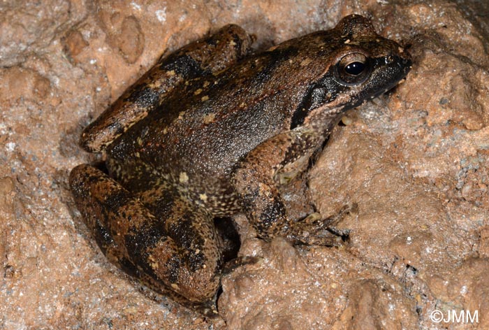 Rana italica