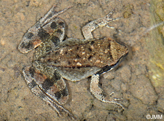 Rana italica