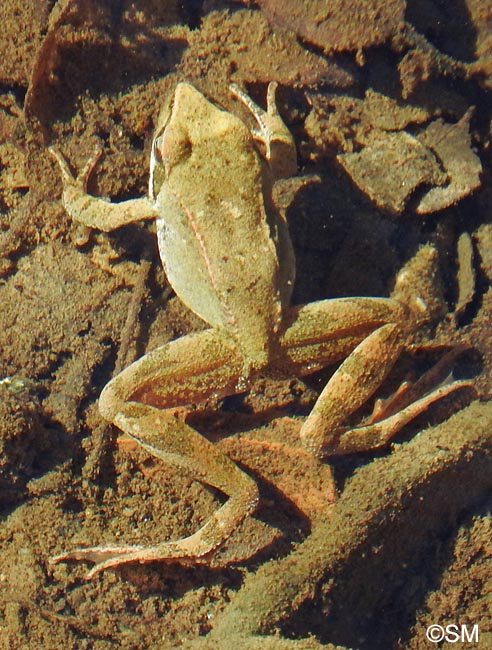 Rana italica