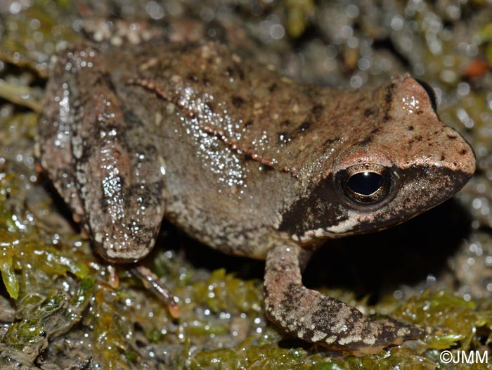 Rana italica