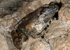Rana italica