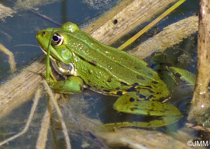 Rana kl esculenta