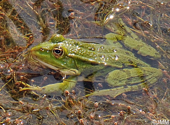 Rana kl esculenta