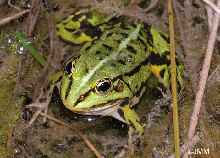 Rana kl esculenta