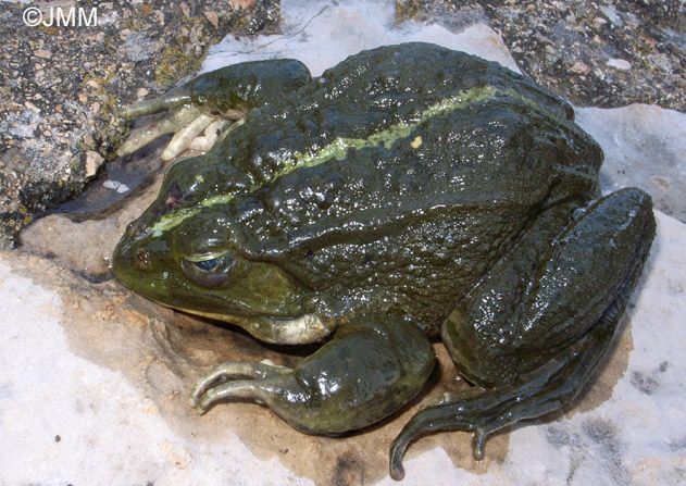 Grenouille des Balkans