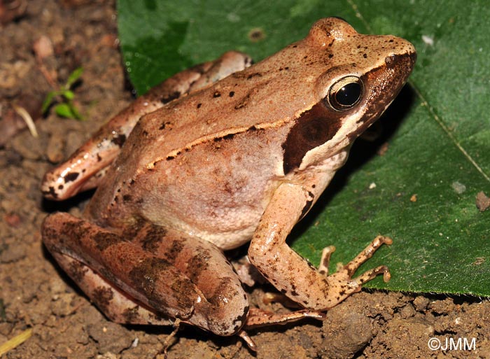 Rana latastei : grenouille de Lataste