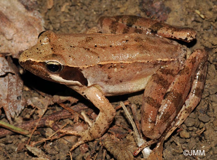 Rana latastei : grenouille de Lataste