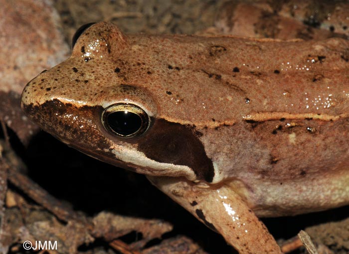 Rana latastei : grenouille de Lataste