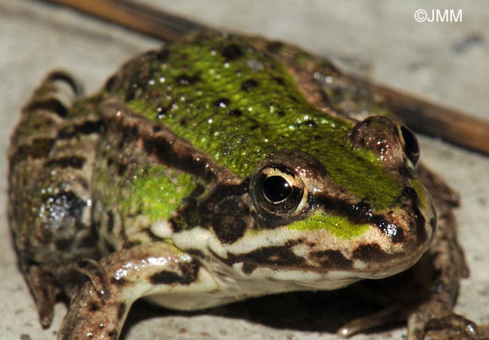 Rana lessonae