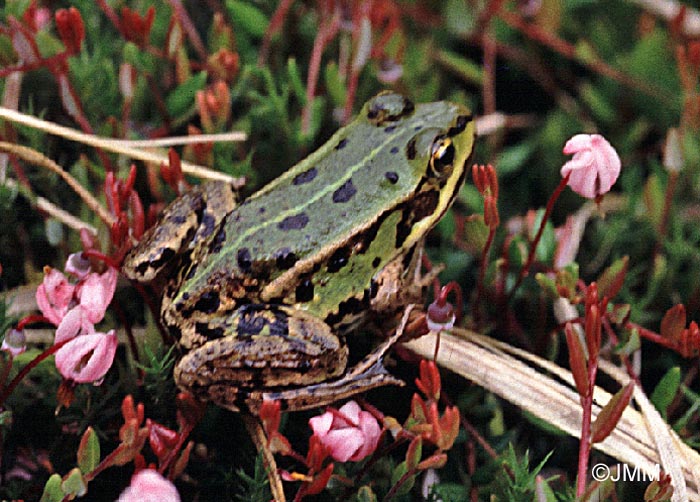 Rana lessonae