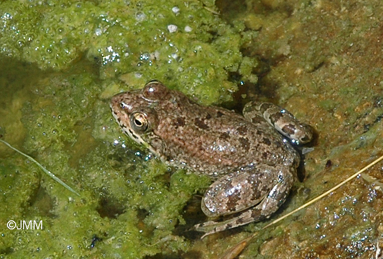 Rana levantina