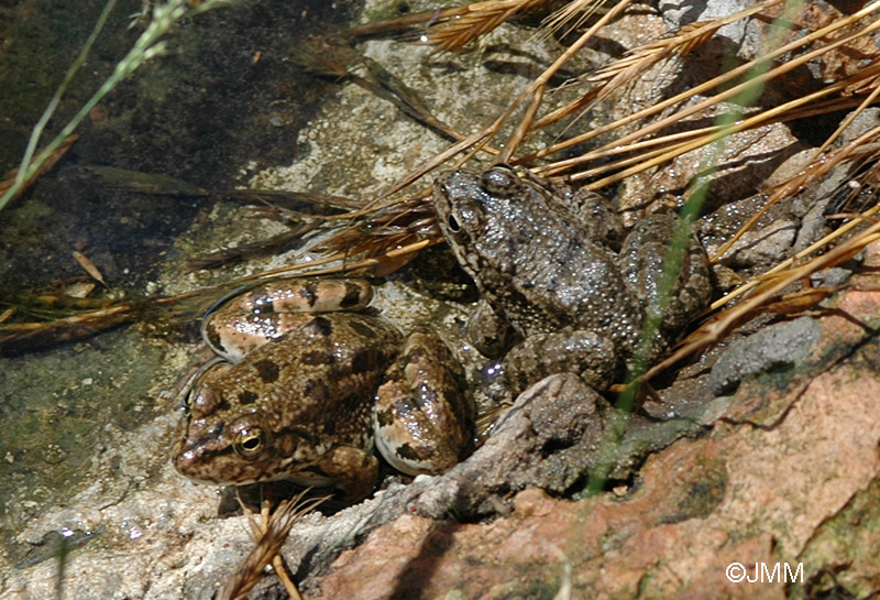 Rana levantina