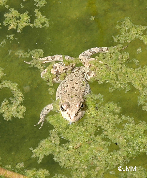 Rana levantina