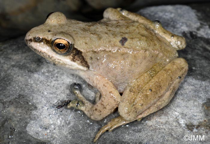 Rana pyrenaica : Grenouille des Pyrnes