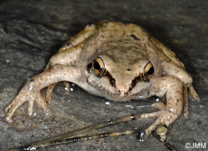 Rana pyrenaica : Grenouille des Pyrnes