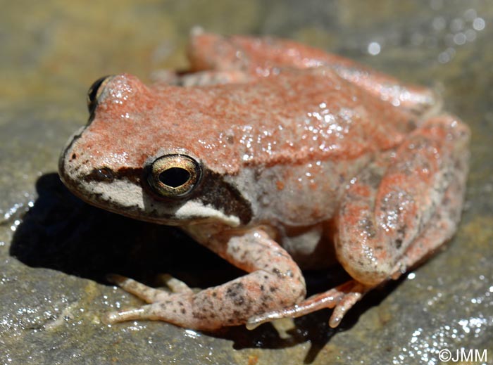 Rana pyrenaica : Grenouille des Pyrnes