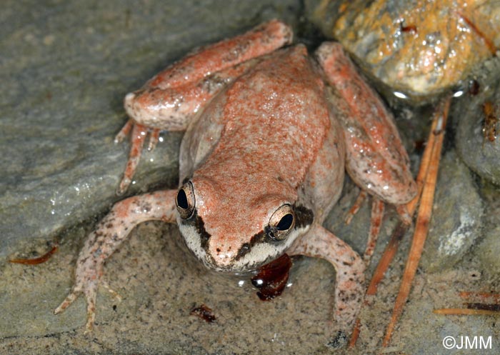 Rana pyrenaica : Grenouille des Pyrnes