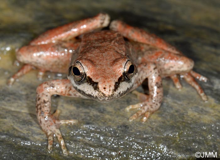 Rana pyrenaica : Grenouille des Pyrnes